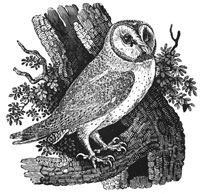 Ксилография из Истории птиц Британии (Томас Бьюик, 1847 г.)